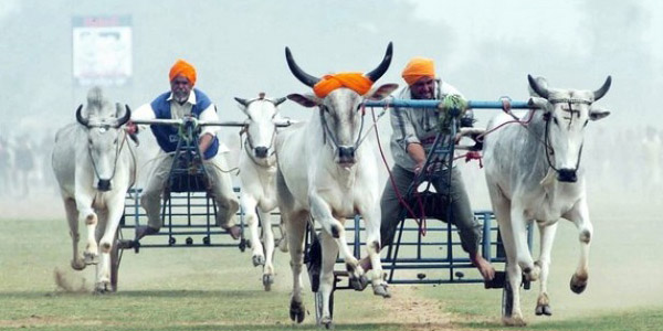 Other things that you can do in Kila Raipur â€“