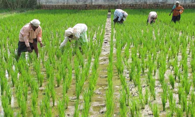Explore an agriculture tour