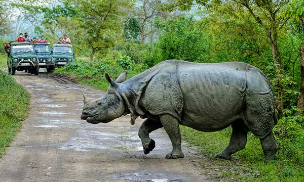 Wildlife Tour Package