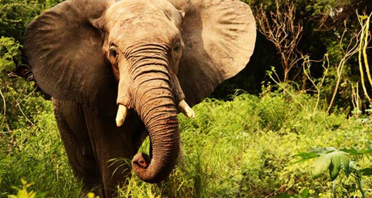 The most popular South India wildlife tour package